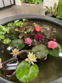 Water lily pot Ø200x40
