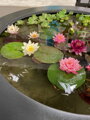 Water lily pot Ø154x34