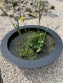 Water lily pot Ø154x34
