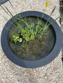 Water lily pot Ø154x34